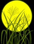 anitsuk2.gif (35528 bytes)