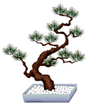 mastu-bo, pine bonsai